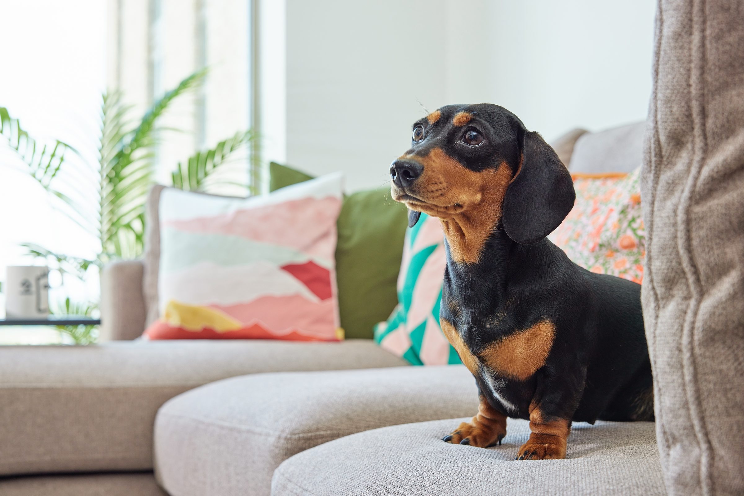 Pet-friendly living at Eda — resident with dog